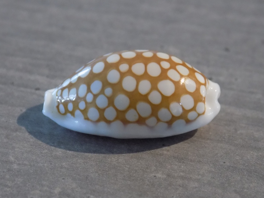 CYPRAEA C.CRIBRARIA ZADELA XL