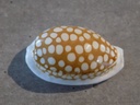 CYPRAEA C.CRIBRARIA ZADELA XL