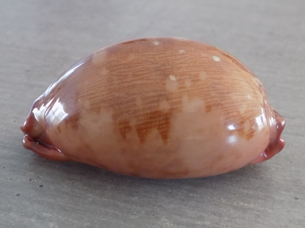 CYPRAEA LEPORICYPRAEA M.VIRIDIS MONTROUZIERI