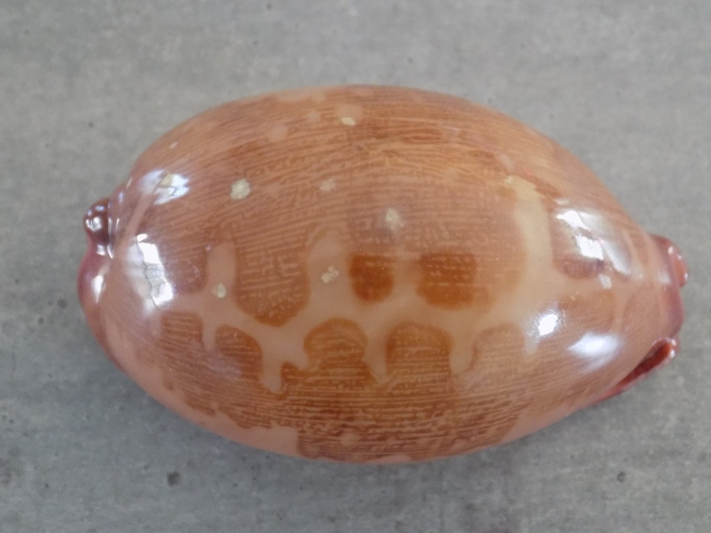 CYPRAEA LEPORICYPRAEA M.VIRIDIS MONTROUZIERI