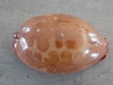 CYPRAEA LEPORICYPRAEA M.VIRIDIS MONTROUZIERI