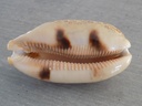 CYPRAEA ARESTORIDES ARGUS ARGUS XL