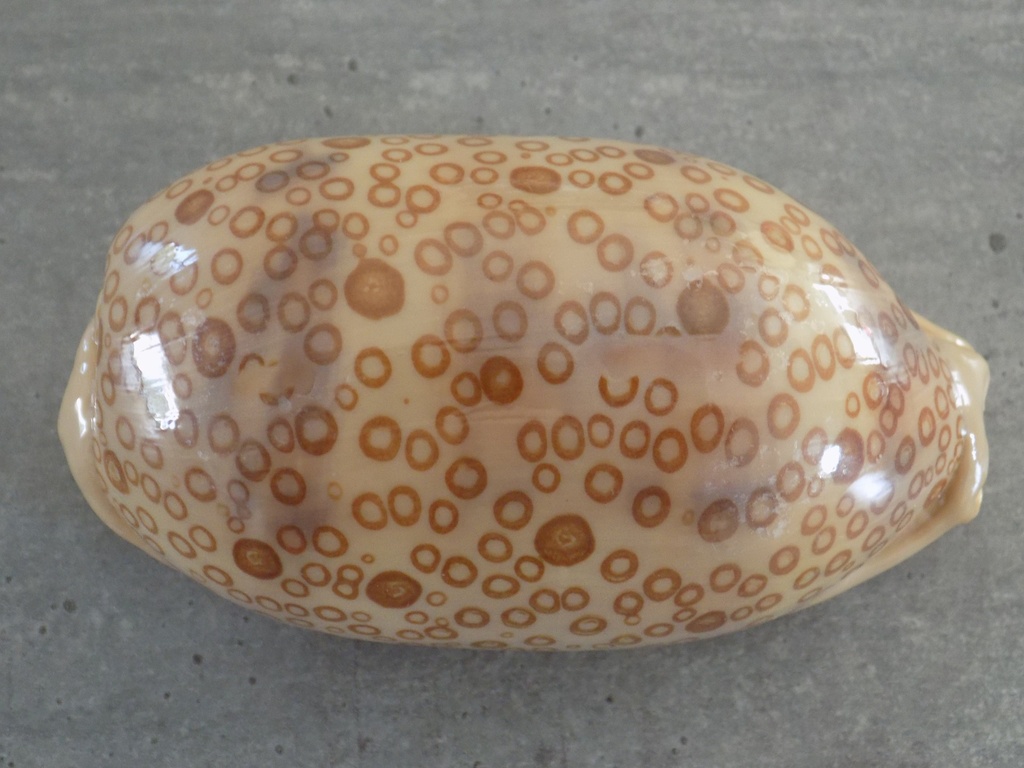 CYPRAEA ARESTORIDES ARGUS ARGUS XL