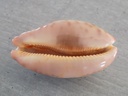 CYPRAEA LEPOR.M.VIRIDIS Montrouzieri