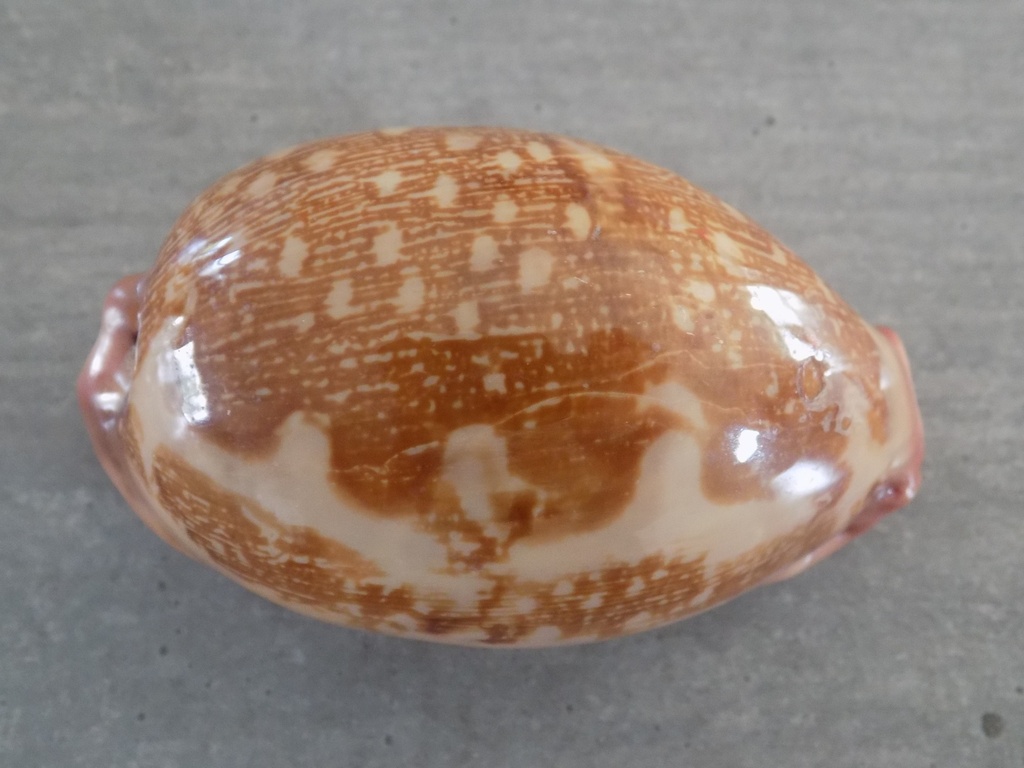 CYPRAEA LEPOR.M.VIRIDIS Montrouzieri