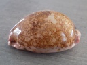 CYPRAEA LEPOR.M.VIRIDIS Montrouzieri