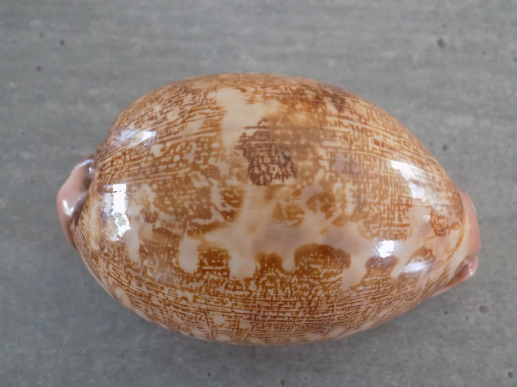 CYPRAEA LEPOR.M.VIRIDIS Montrouzieri