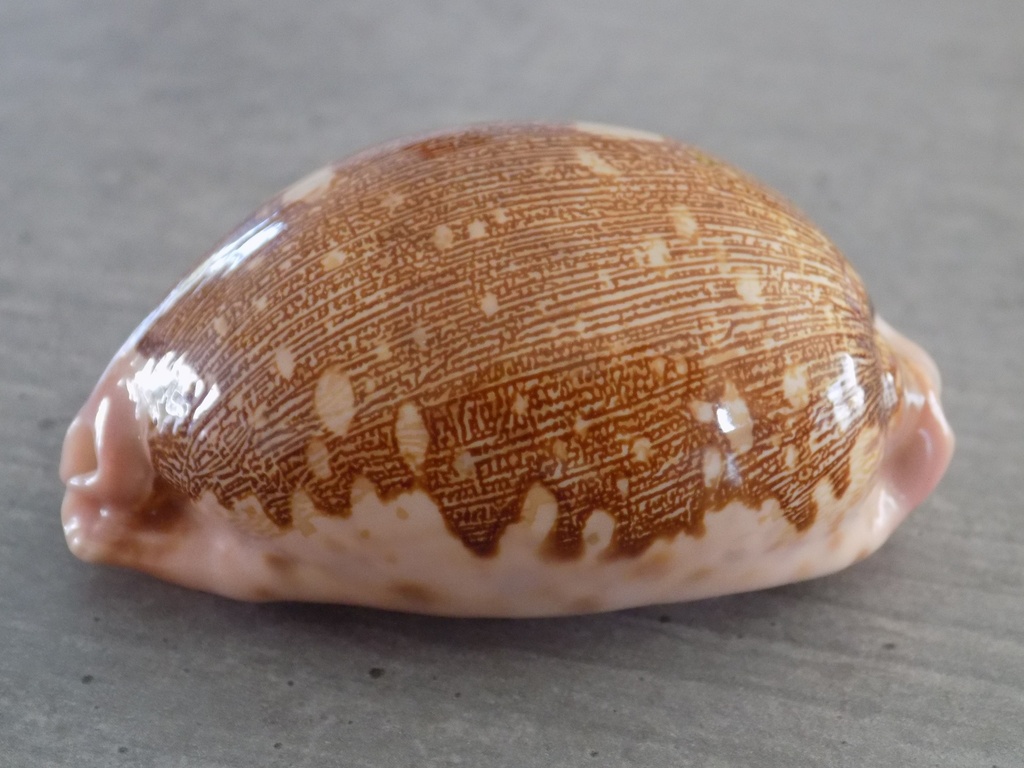 CYPRAEA LEPOR.M.VIRIDIS Montrouzieri