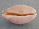 CYPRAEA LEPOR.M.VIRIDIS Montrouzieri