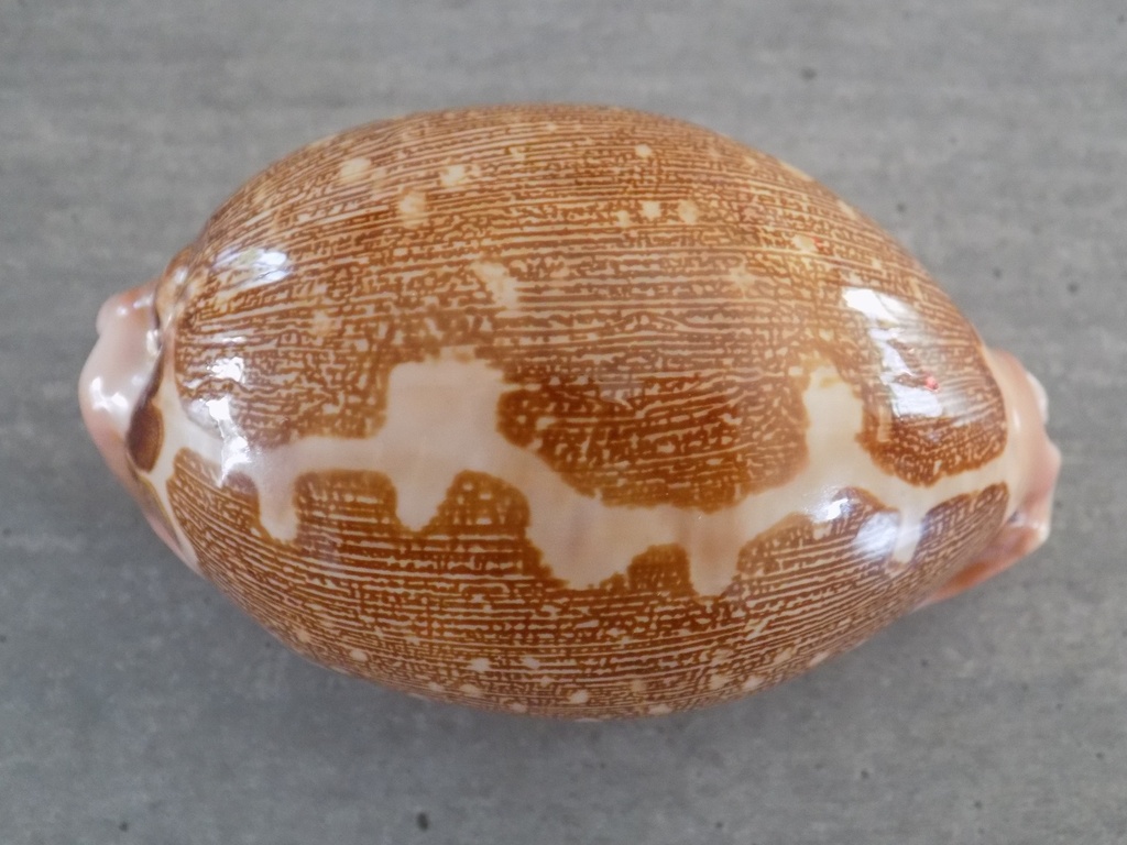 CYPRAEA LEPOR.M.VIRIDIS Montrouzieri