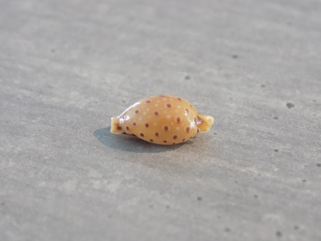 CYPRAEA NARIA BECKII