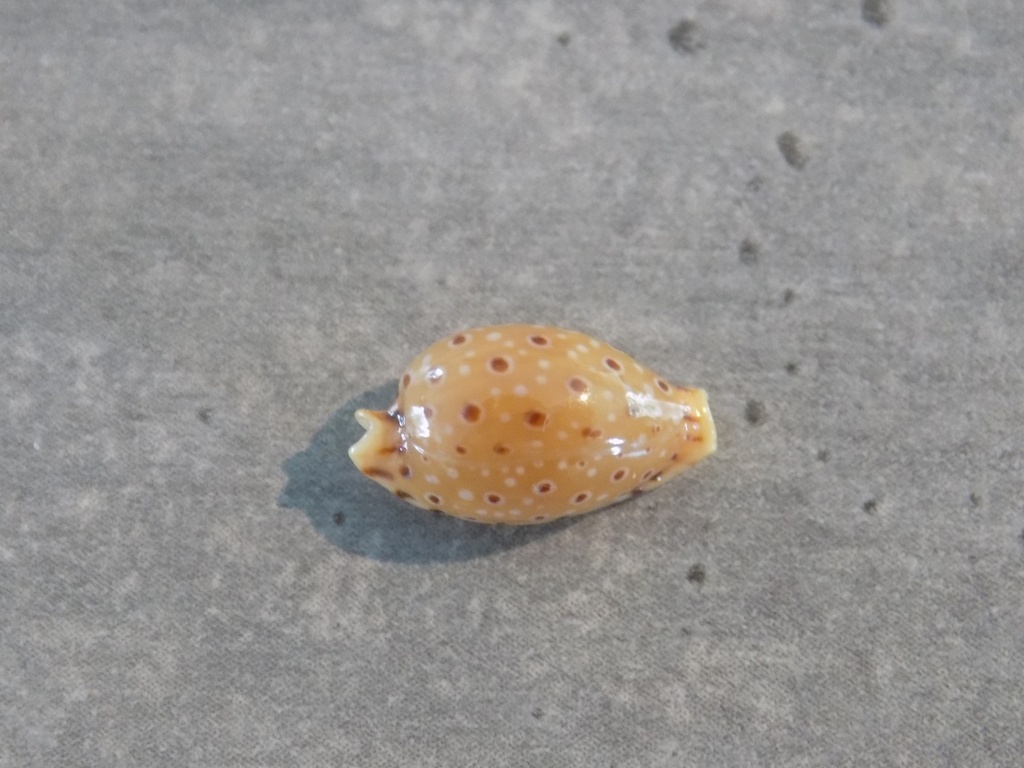 CYPRAEA NARIA BECKII