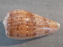 CONIDAE TEXTILIA CERVUS