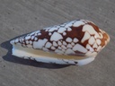 CONIDAE DARIOCONUS EPISCOPATUS