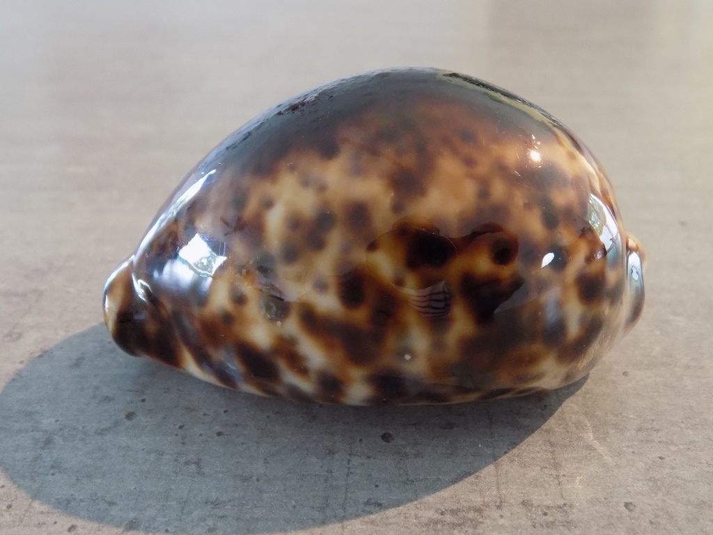 CYPRAEA TIGRIS TIGRIS Black