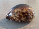 CYPRAEA TIGRIS TIGRIS Black