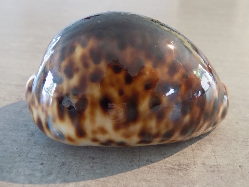 CYPRAEA TIGRIS TIGRIS Black