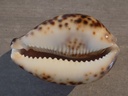 CYPRAEA TIGRIS TIGRIS Black