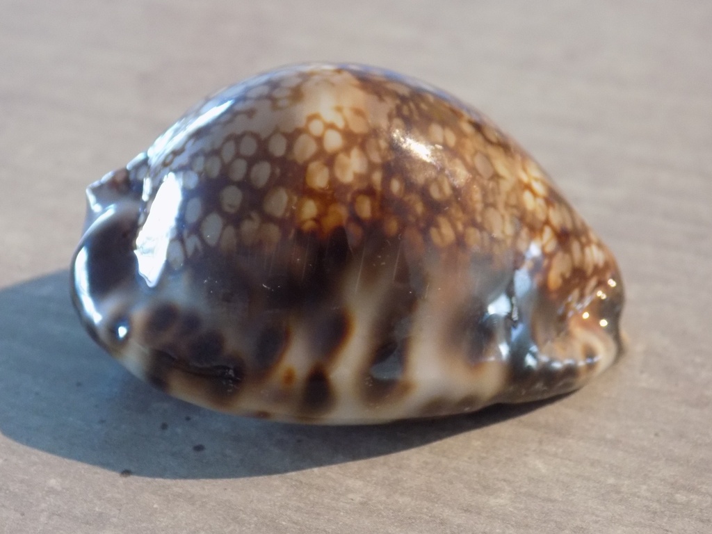 CYPRAEA M.MACULIFERA HAWAIIENSIS