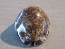 CYPRAEA M.MACULIFERA HAWAIIENSIS