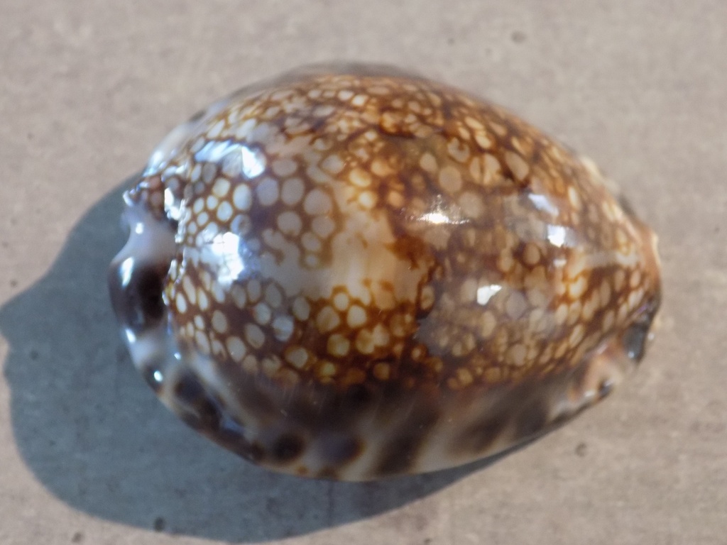 CYPRAEA M.MACULIFERA HAWAIIENSIS