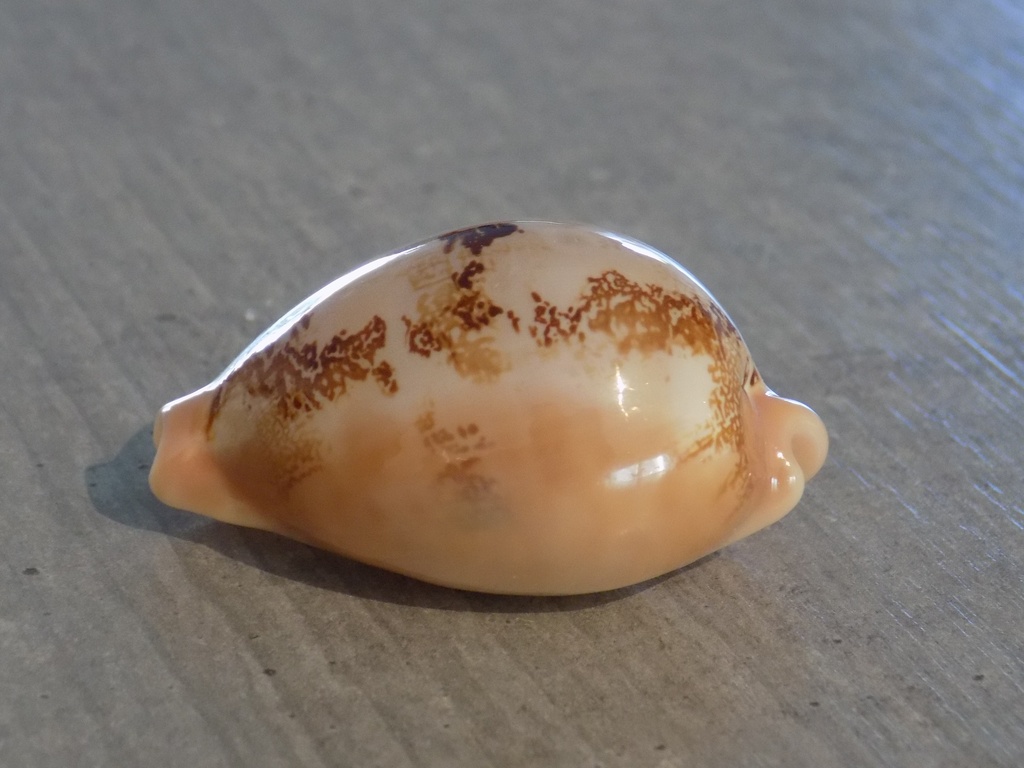 CYPRAEA AUSTRASIATICA SAKURAI