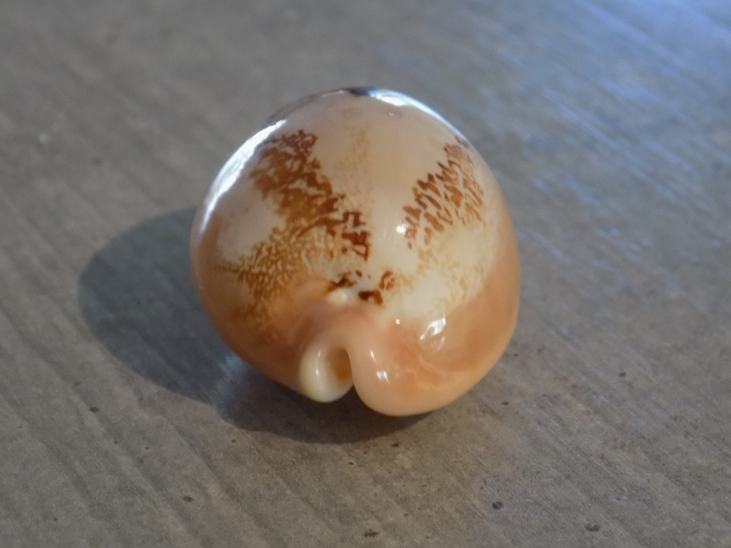 CYPRAEA AUSTRASIATICA SAKURAI