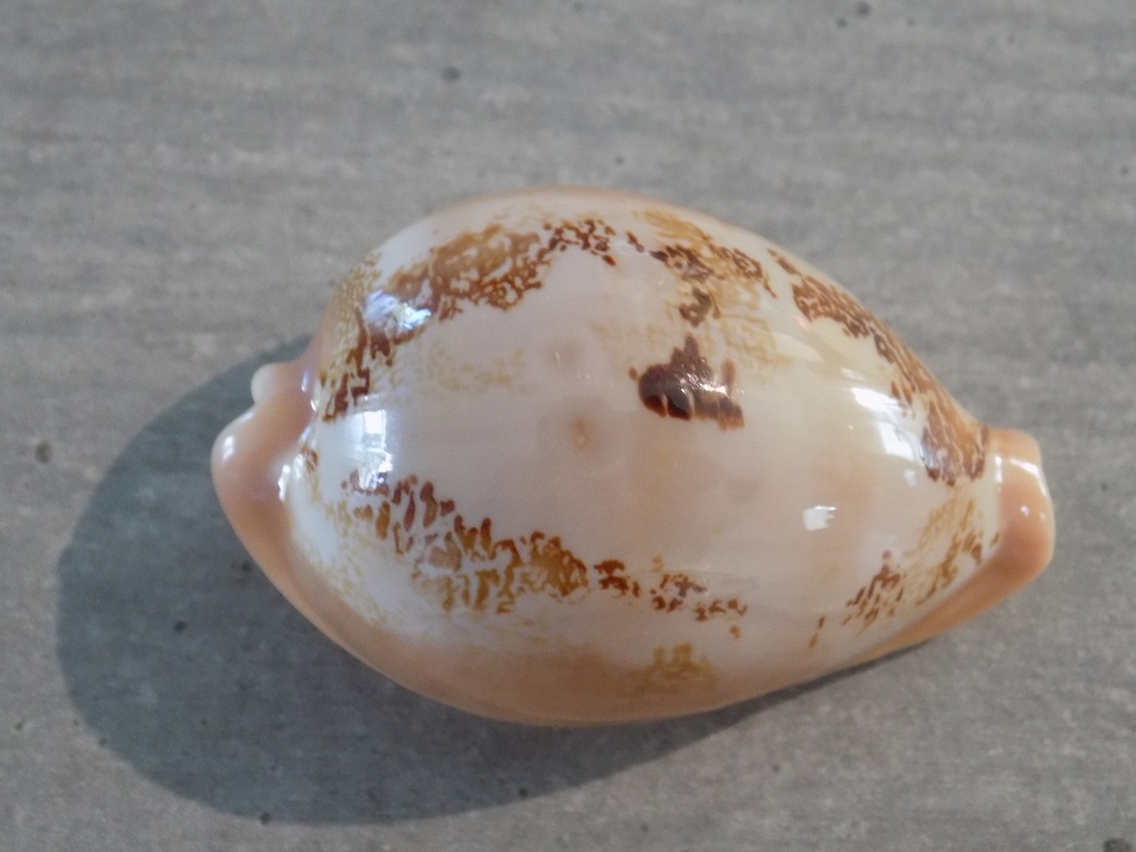 CYPRAEA AUSTRASIATICA SAKURAI