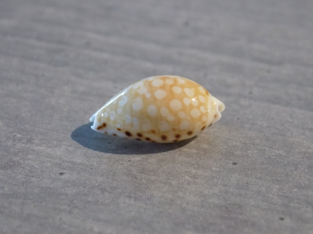 CYPRAEA CRIBRARULA CUMINGII CUMINGII