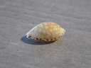 CYPRAEA CRIBRARULA CUMINGII CUMINGII