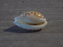 CYPRAEA CRIBRARULA CUMINGII CUMINGII