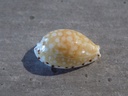 CYPRAEA CRIBRARULA CUMINGII CUMINGII