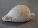 CYPRAEA UMBILIA HESITATA HESITATA