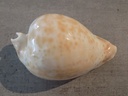 CYPRAEA UMBILIA HESITATA HESITATA