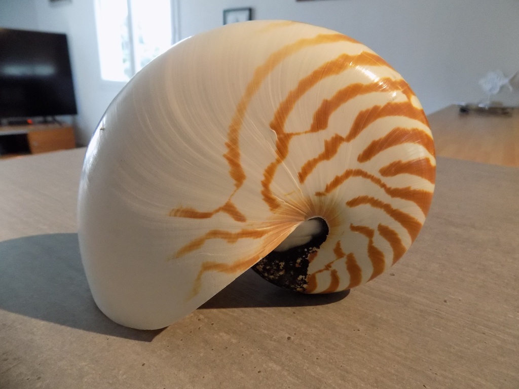 NAUTILIDAE NAUTILUS POMPILUS