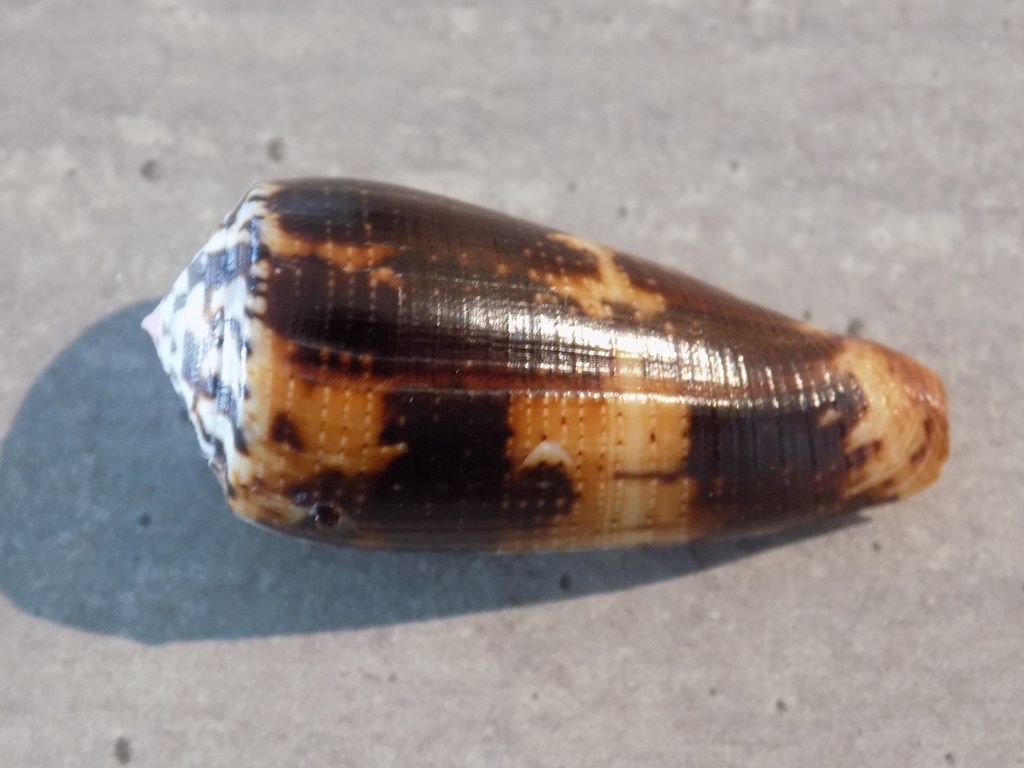 CONIDAE PIONOCONUS MAGUS f.Epistomium