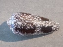 CONIDAE DARIOCONUS OMARIA