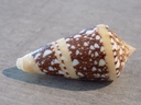 CONIDAE CYLINDER AMMIRALIS