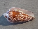 CONIDAE DARIOCONUS MAGNIFICUS