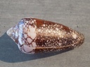 CONIDAE DARIOCONUS MAGNIFICUS