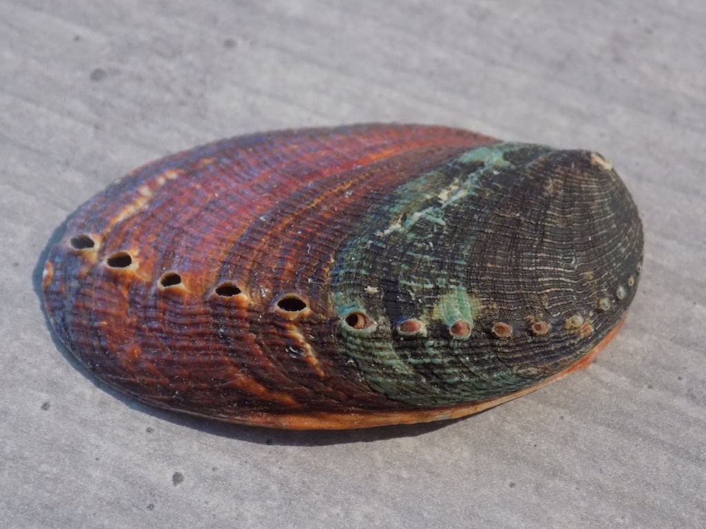 HALIOTIDAE HALIOTIS DIVERSICOLOR