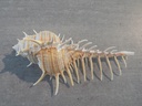 MURICIDAE MUREX DJARIANENSIS