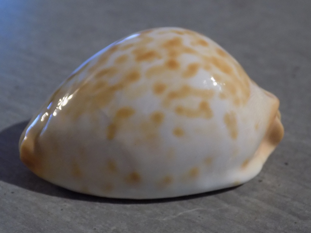 CYPRAEA ZOILA THERSITES CONTRARIA