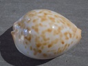 CYPRAEA ZOILA THERSITES CONTRARIA