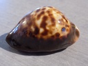 CYPRAEA ZOILA THERSITES THERSITES