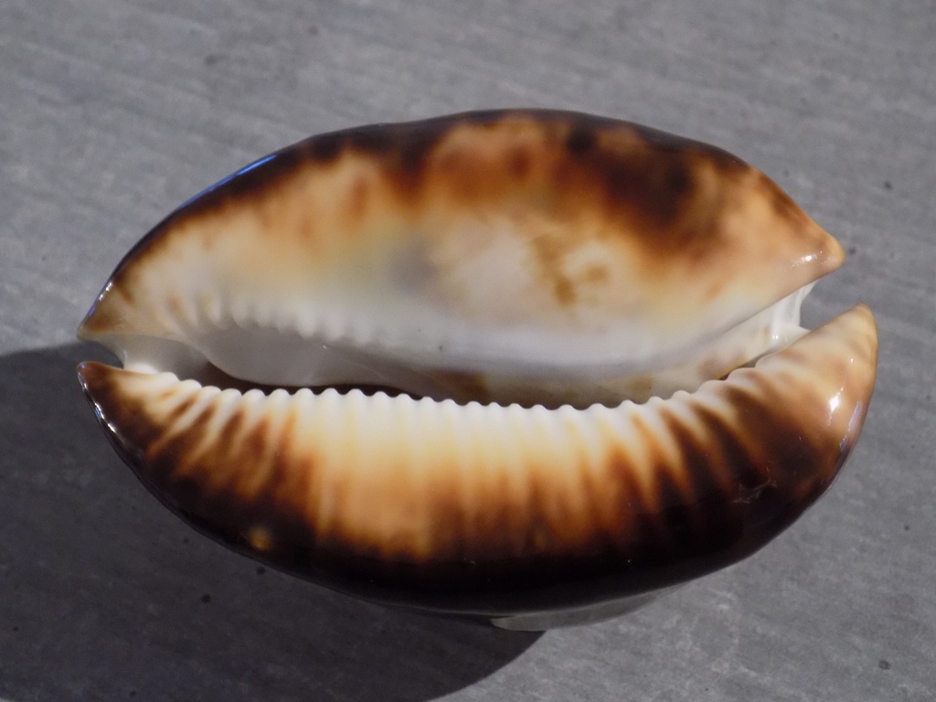 CYPRAEA ZOILA THERSITES THERSITES