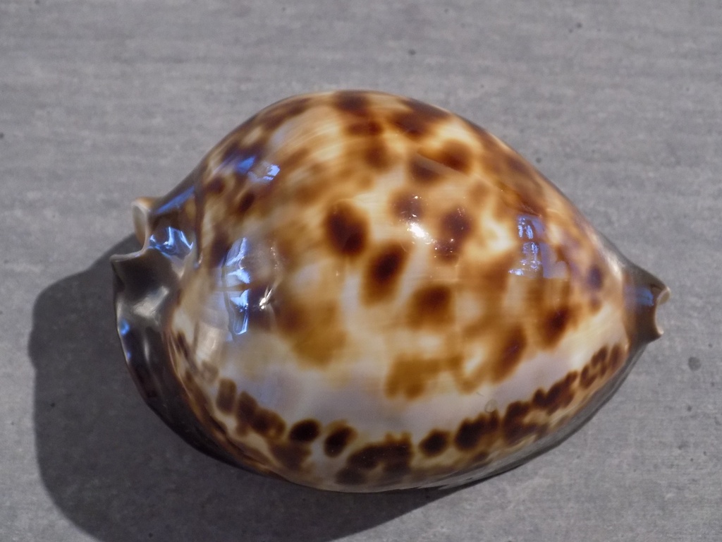 CYPRAEA ZOILA THERSITES THERSITES