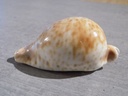 CYPRAEA UMBILIA HESITATA HESITATA