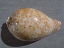 CYPRAEA UMBILIA HESITATA HESITATA