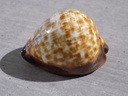 CYPRAEA ZOILA DECIPIENS